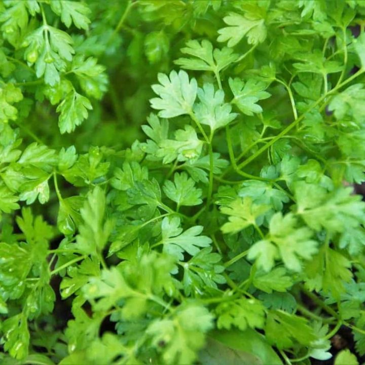 All About Chervil and Substitute